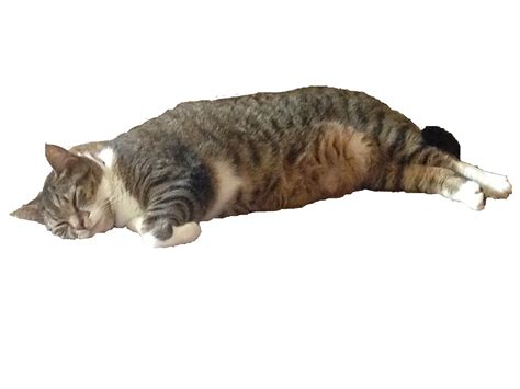 "Striped Fat Tabby Cat Sleeping" by abbylynch28 | Redbubble