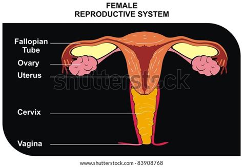 Female Reproductive System Including Fallopian Tube Stock Photo (Edit Now) 83908768