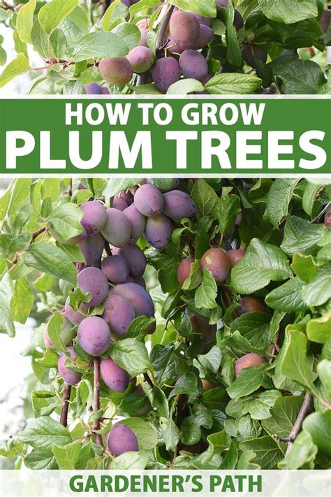 How to Grow and Care for Plum Trees | Gardener's Path