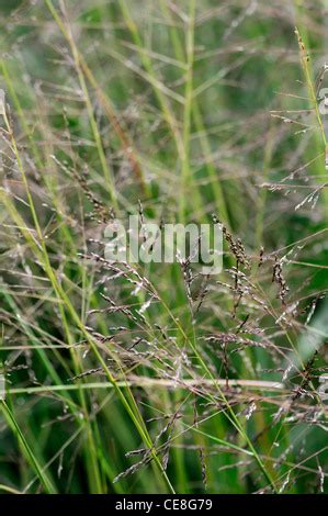 sporobolus airoides seeds seedheads perennials ornamental grass grasses plant portraits seed ...