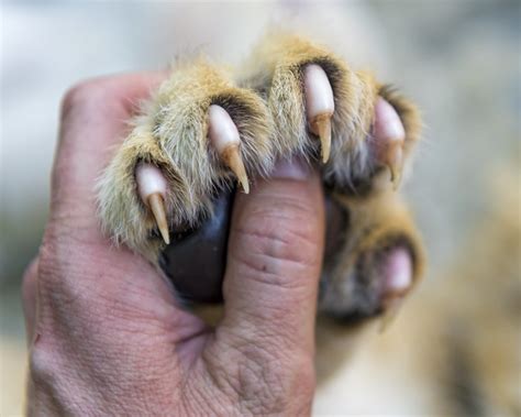 The claws of a lion cub - a photo on Flickriver