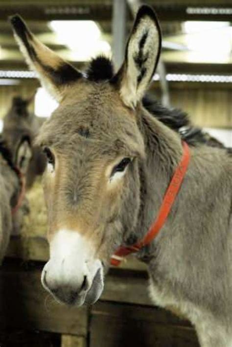 The Flicka Foundation Donkey Sanctuary in Penryn, Falmouth, Truro, Truro - Falmouth Area, Animal ...