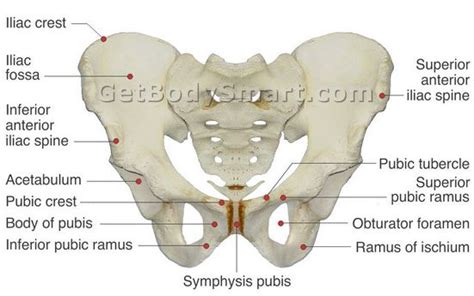 Anterior Superior Iliac Spine (ASIS) - Level, Muscle Attachments, Avulsion