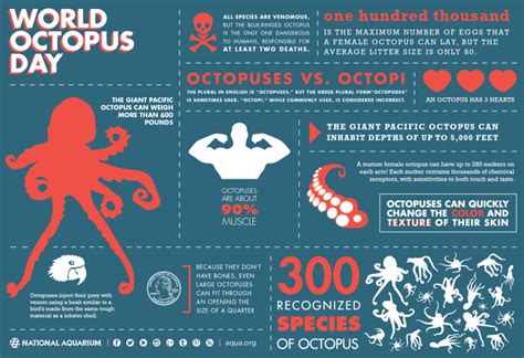 Creature Feature: Giant Pacific Octopus