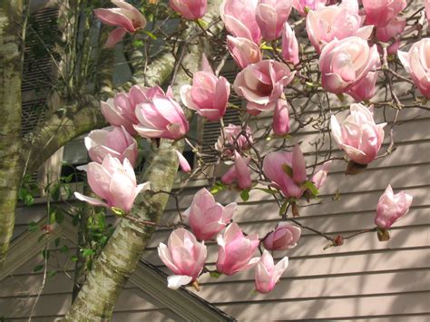 Japanese magnolias provide late-winter color | Japanese magnolia, Blooming trees, Spring ...