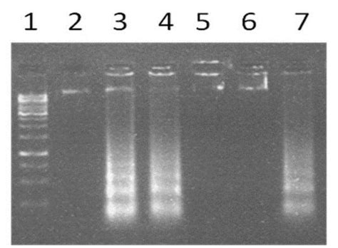 Analysis of DNA fragmentation using agarose gel electrophoresis. KB ...