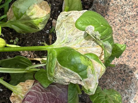 Why is My Spinach Turning Brown and White? - Planters Place