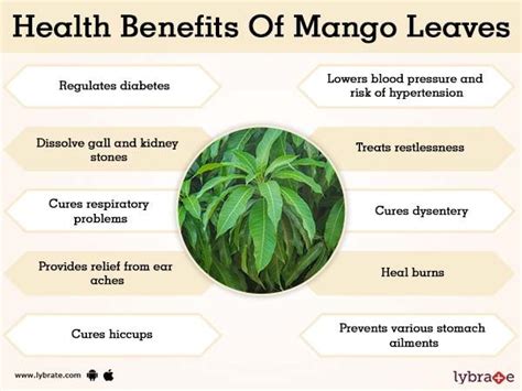 The benefits of mango leaves are unknown to many but it has a myriad of health benefits that we ...