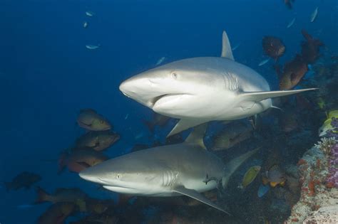 These gray reef sharks are BFFS, scientists say