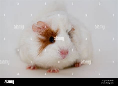 Merino guinea pig cavia porcellus hi-res stock photography and images ...