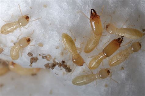 Eastern subterranean termite life cycle, unusual behaviors : Pest ...