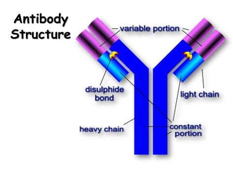 Immune System - Presentation Biology