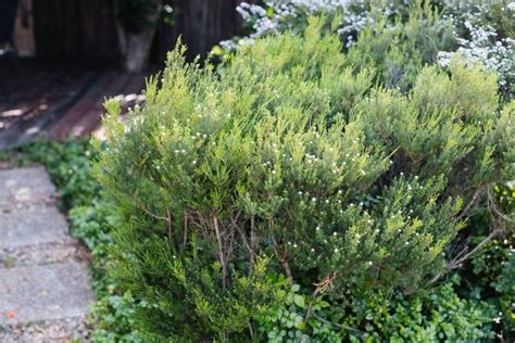 What's the Best Time to Prune Evergreen Shrubs?