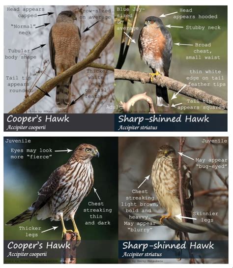 Spotting the Difference: Sharp-shinned vs Cooper’s Hawk