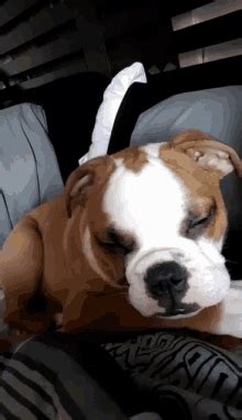 Bulldops GIFs | Tenor