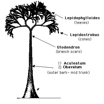 Lepidodendron - Biota