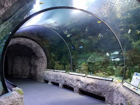 Enjoy An Aquarium Sleep Over At The ABQ BioPark In New Mexico