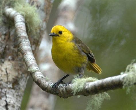 Once rare mohua thriving in Landsborough Valley | Otago Daily Times Online News