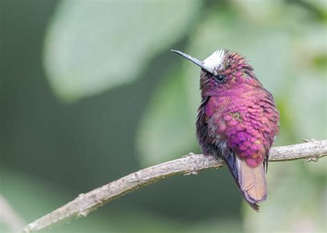 A fine selection of pictures of hummingbirds of Costa Rica - Aratinga Tours