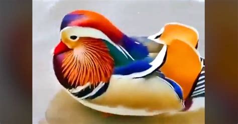 Watch: Mandarin duck’s swim time will blow your mind!