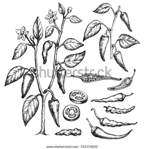 Sketch Celery Hand Drawn Illustration Stock Illustration 742154830 | Shutterstock