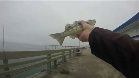 Ocean Beach pier fishing! Bass Fishing!