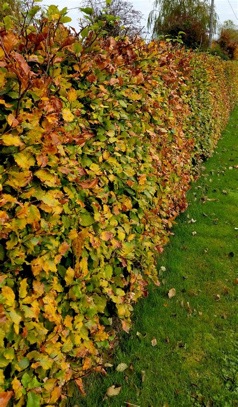 A simple guide to planting hedging