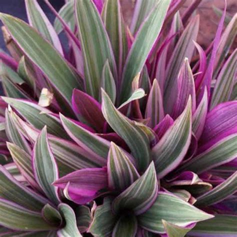 Rhoeo Spathacea (Tricolor Variegated) - Santhi Online Plants Nursery