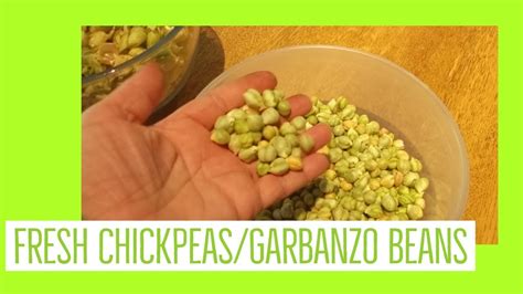 Chickpeas/Garbanzo beans- Harvesting & Shelling, with Paul. August 2018 - YouTube