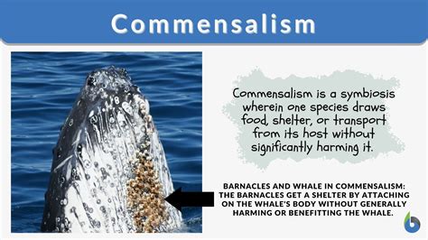 Commensalism Barnacles And Whales