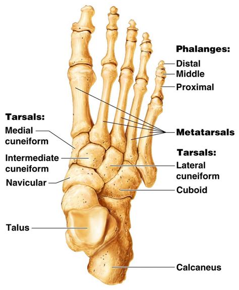 Scaphoid Foot