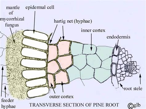 Mycorrhizae Diagram