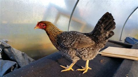 Welbar For Sale | Chickens | Breed Information | Omlet