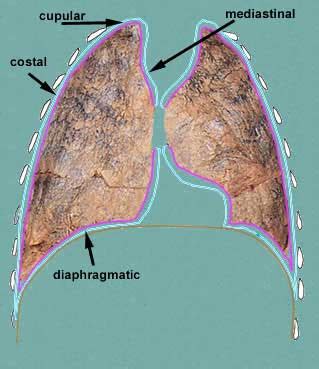 Mediastinal pleura - Location, Function and Pictures