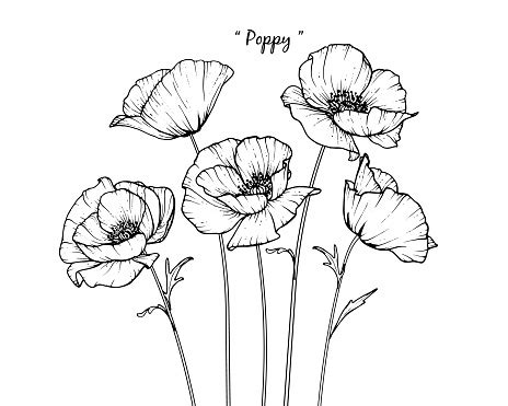 Poppy Flowers Drawing Stock Illustration - Download Image Now - Art, Backgrounds, Black Color ...