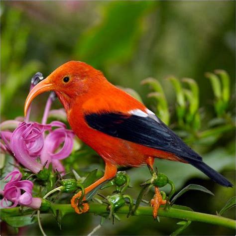 26 Best images about Hawaii bird on Pinterest | Extinct, Birds and Cattle