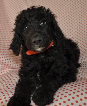 AKC Standard Poodle Puppies for Sale in Riverdale, Michigan Classified ...