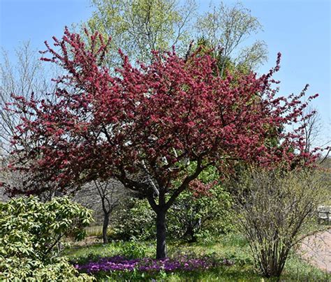 Adams Crabapple Tree | Grasshopper Gardens