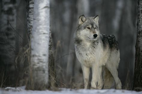 Wolves - Wild Animals News & Facts