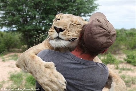 Lion who became friends with Valentin Gruener seen together in 'hug' | Daily Mail Online