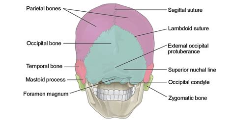 Sagittal View Of Skull