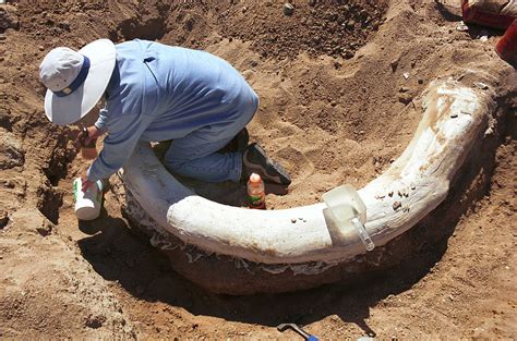 Woolly Mammoth Tusks Provide First Concrete Proof That Adult Males ...