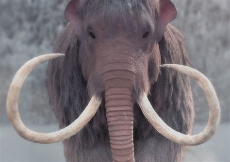 Mammuthus Primigenius - The Woolly Mammoth | CGTrader