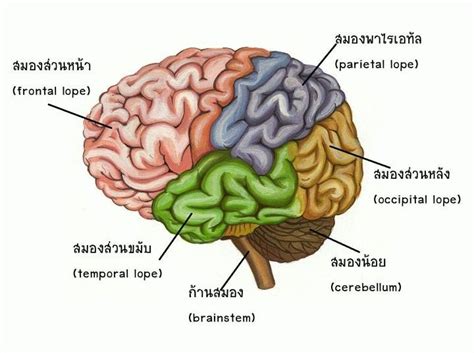 [เจออะไรดี ๆ ...เล่าสู่กันฟัง....] สมอง(Brain) สมอง” เป็นอวัยวะสำคัญทั้งในคนและสัตว์ เพราะทำ ...