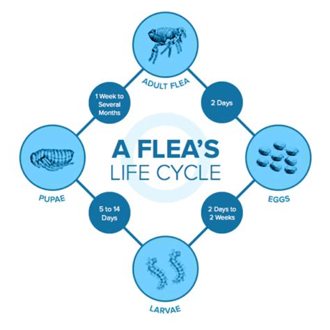 Fleas and Ticks - True Carnivores