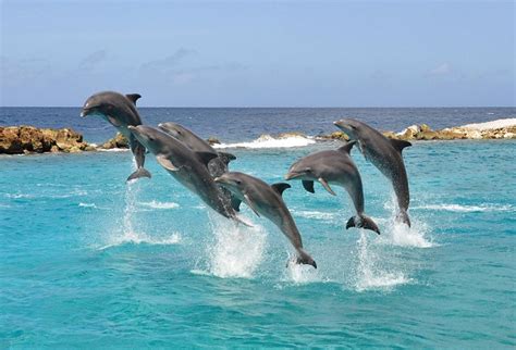 Curacao-Sea-Aquarium - Reishonger