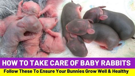 How To Take Care Of Baby Rabbits - Askexcitement5