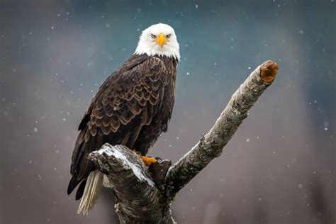 17 Mind-blowing Bald Eagle Facts - Fact Animal - Unianimal