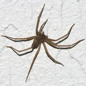 Identify The Three Most Dangerous Spiders In Arizona | University Termite