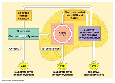 Substrate Level Phosphorylation And Oxidative Phosphorylation